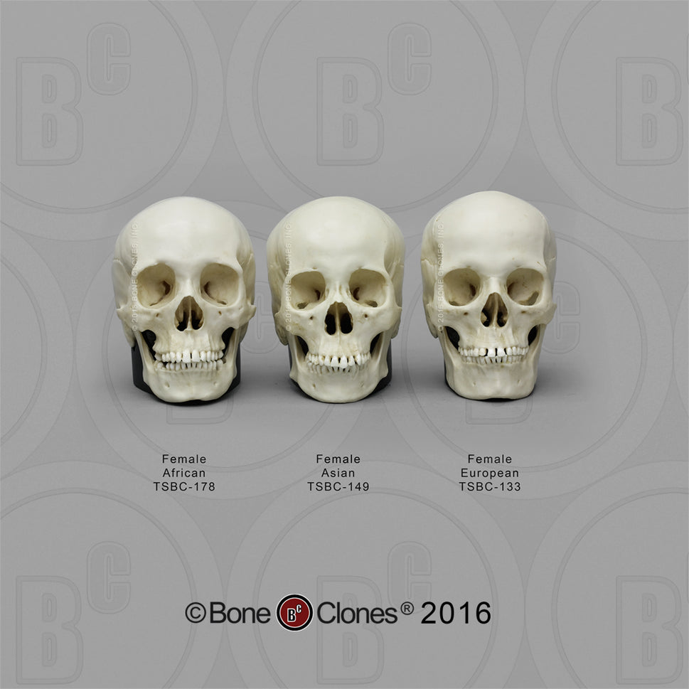 Bone Clones Half-Scale Human Skull Models
