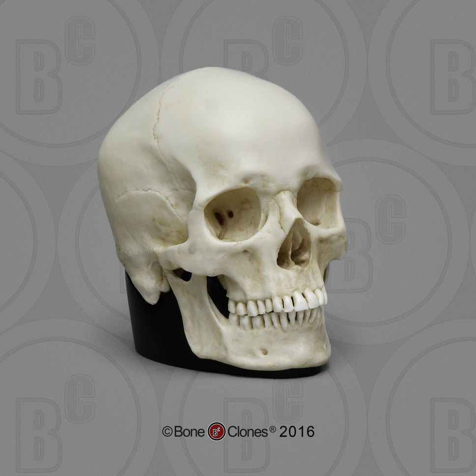 Bone Clones Half-Scale Human Skull Models