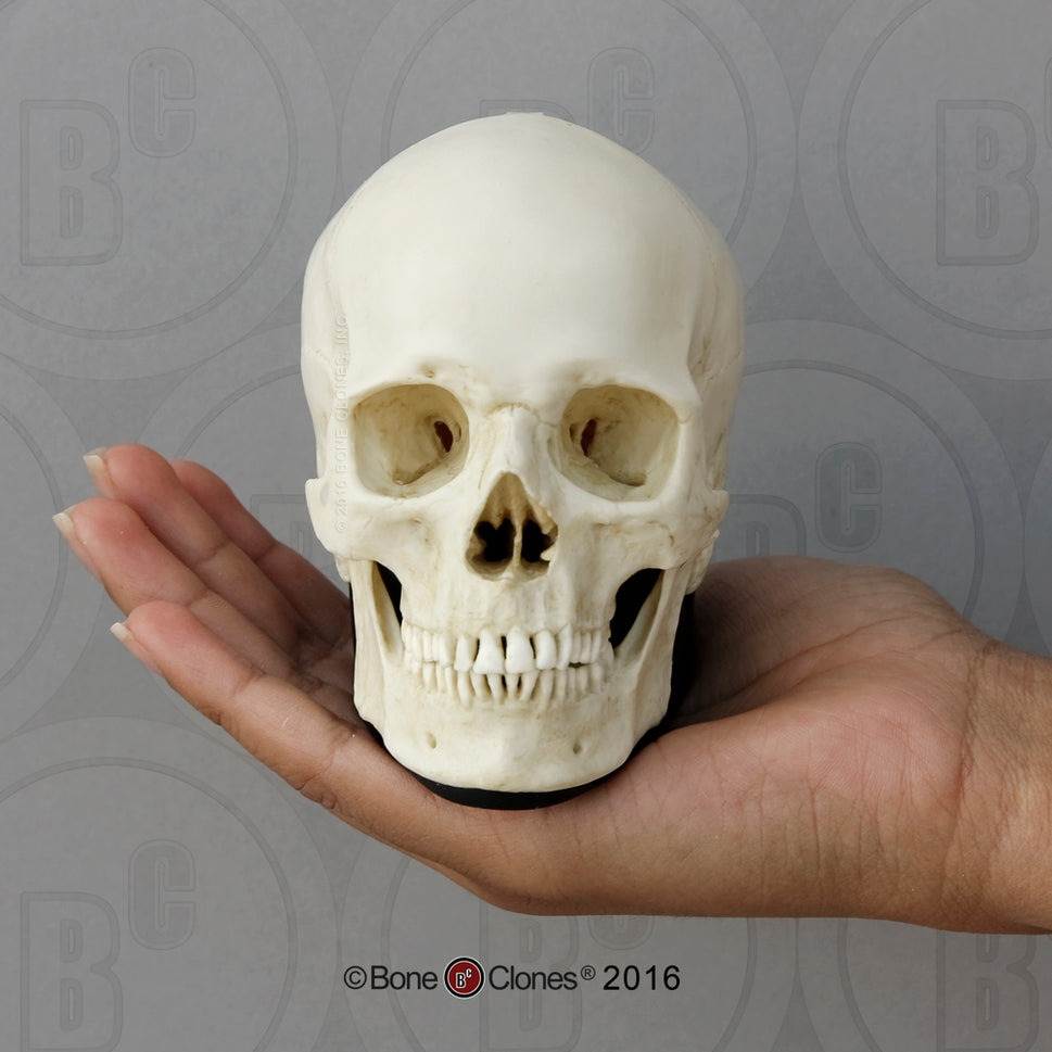 Bone Clones Half-Scale Human Skull Models