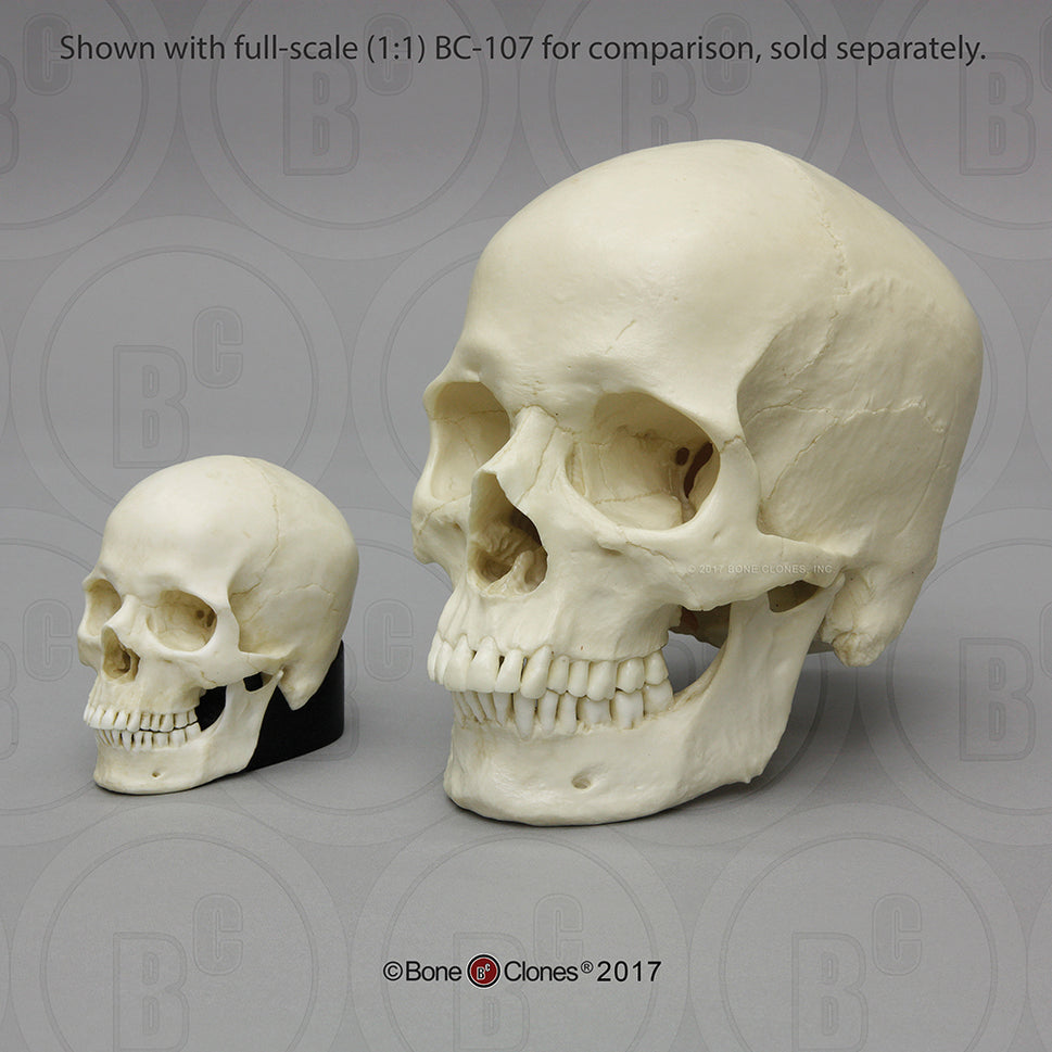 Bone Clones Half-Scale Human Skull Models