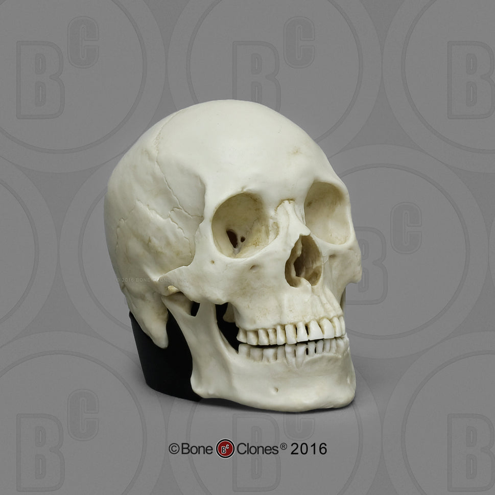 Bone Clones Half-Scale Human Skull Models