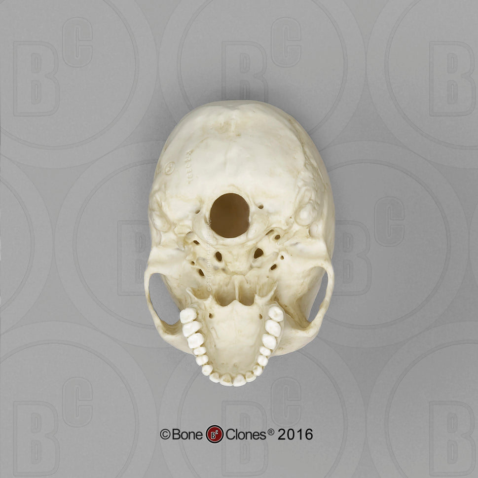 Bone Clones Half-Scale Human Skull Models