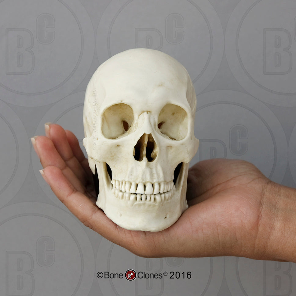 Bone Clones Half-Scale Human Skull Models