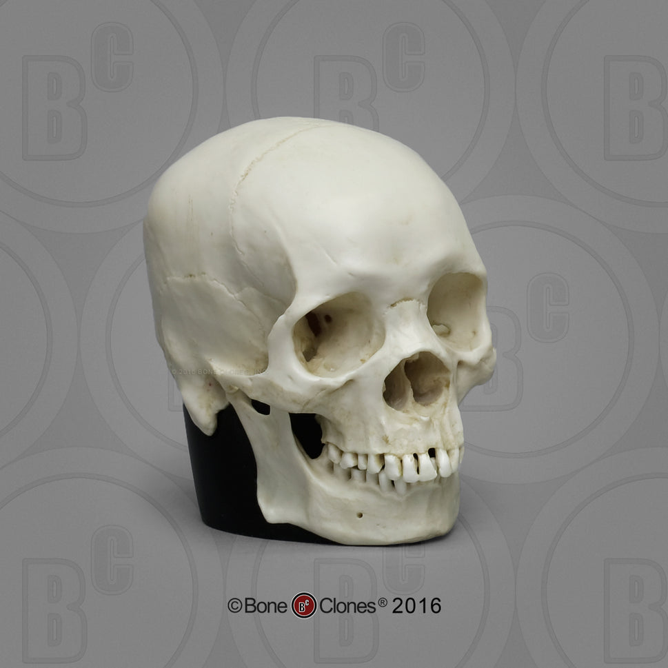 Bone Clones Half-Scale Human Skull Models