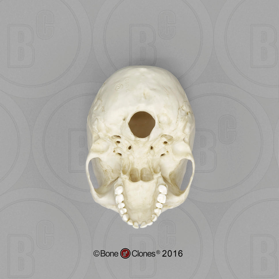 Bone Clones Half-Scale Human Skull Models