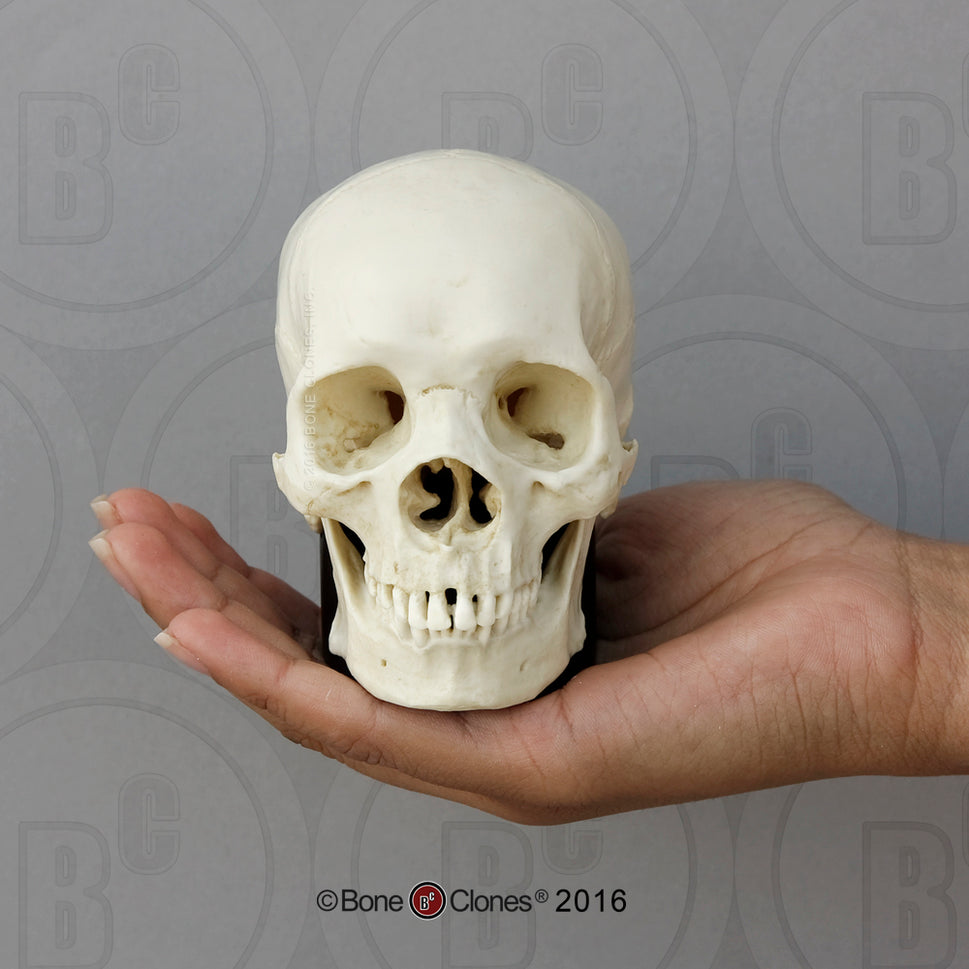 Bone Clones Half-Scale Human Skull Models
