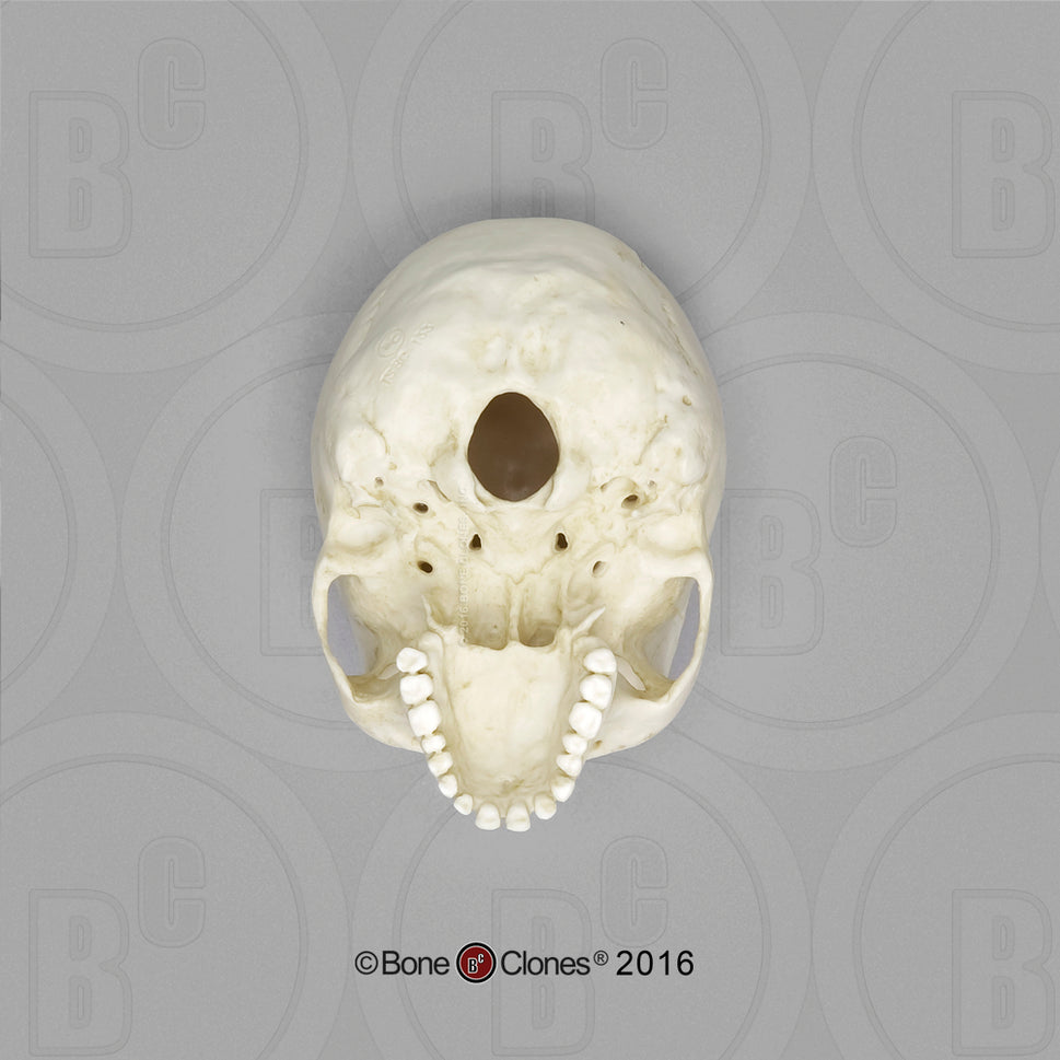 Bone Clones Half-Scale Human Skull Models