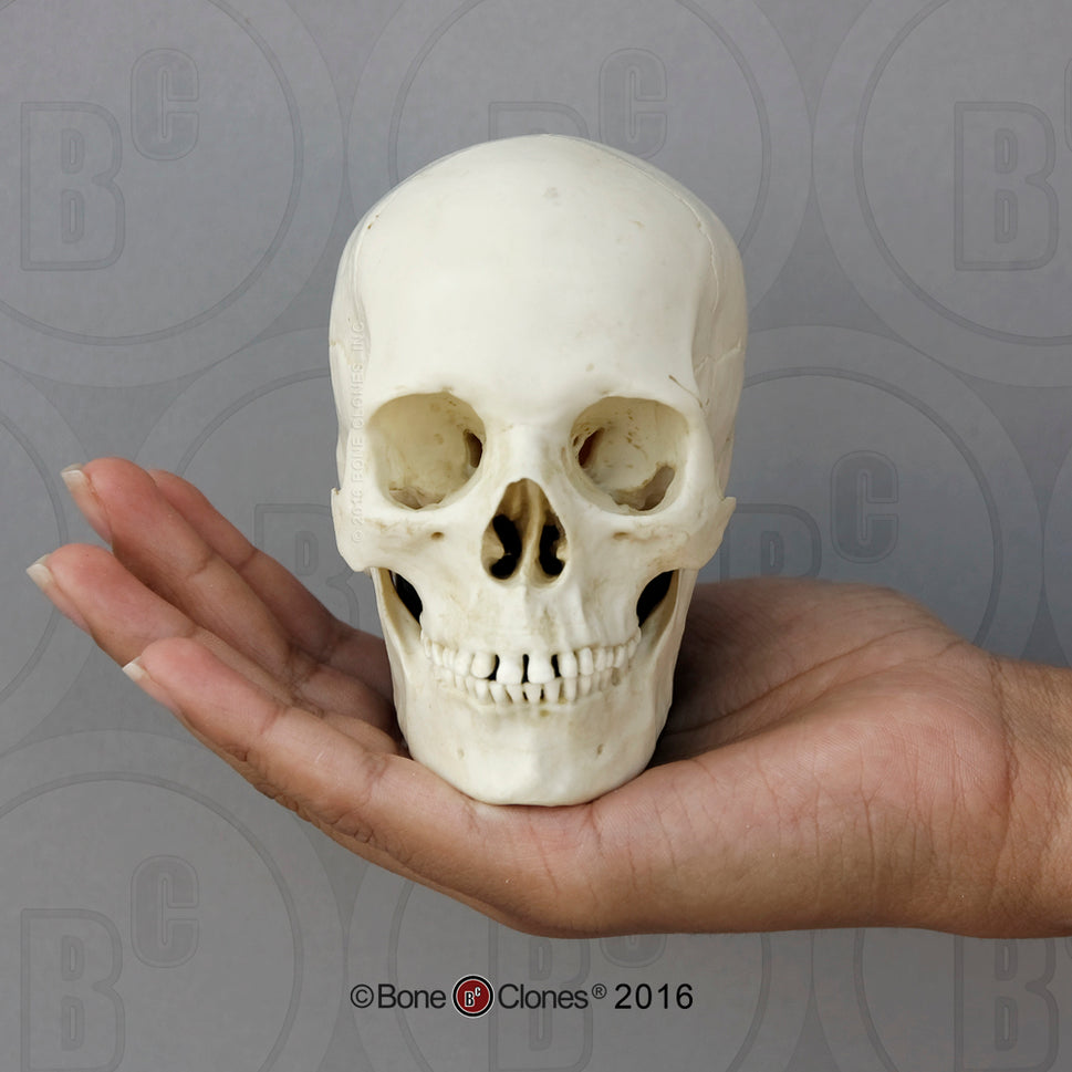 Bone Clones Half-Scale Human Skull Models