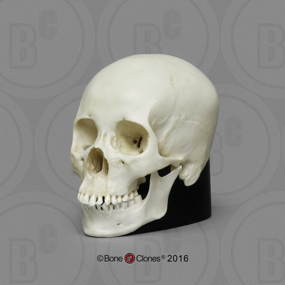 Bone Clones Half-Scale Human Skull Models