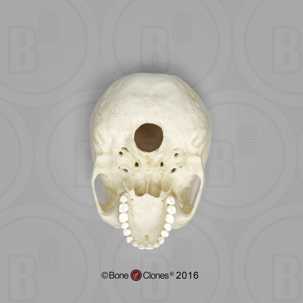 Bone Clones Half-Scale Human Skull Models