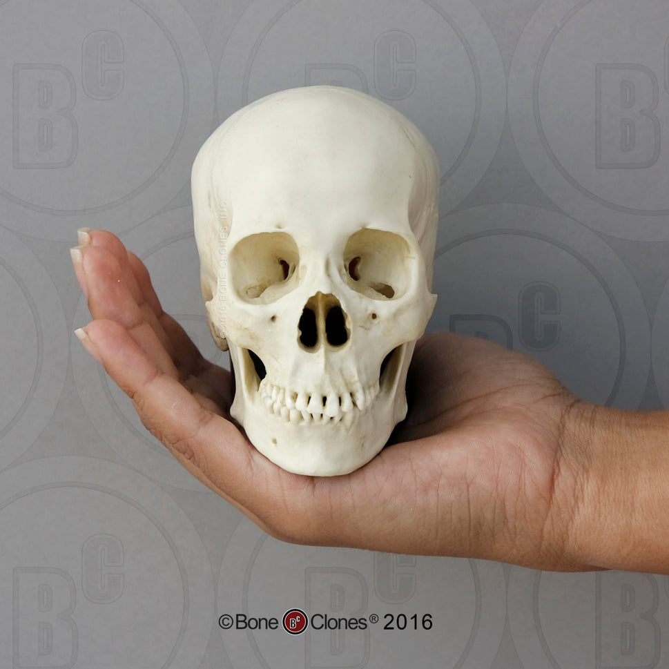 Bone Clones Half-Scale Human Skull Models