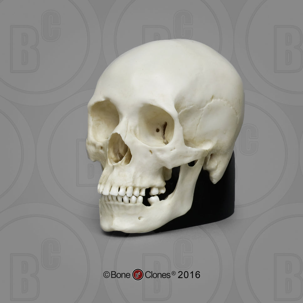 Bone Clones Half-Scale Human Skull Models