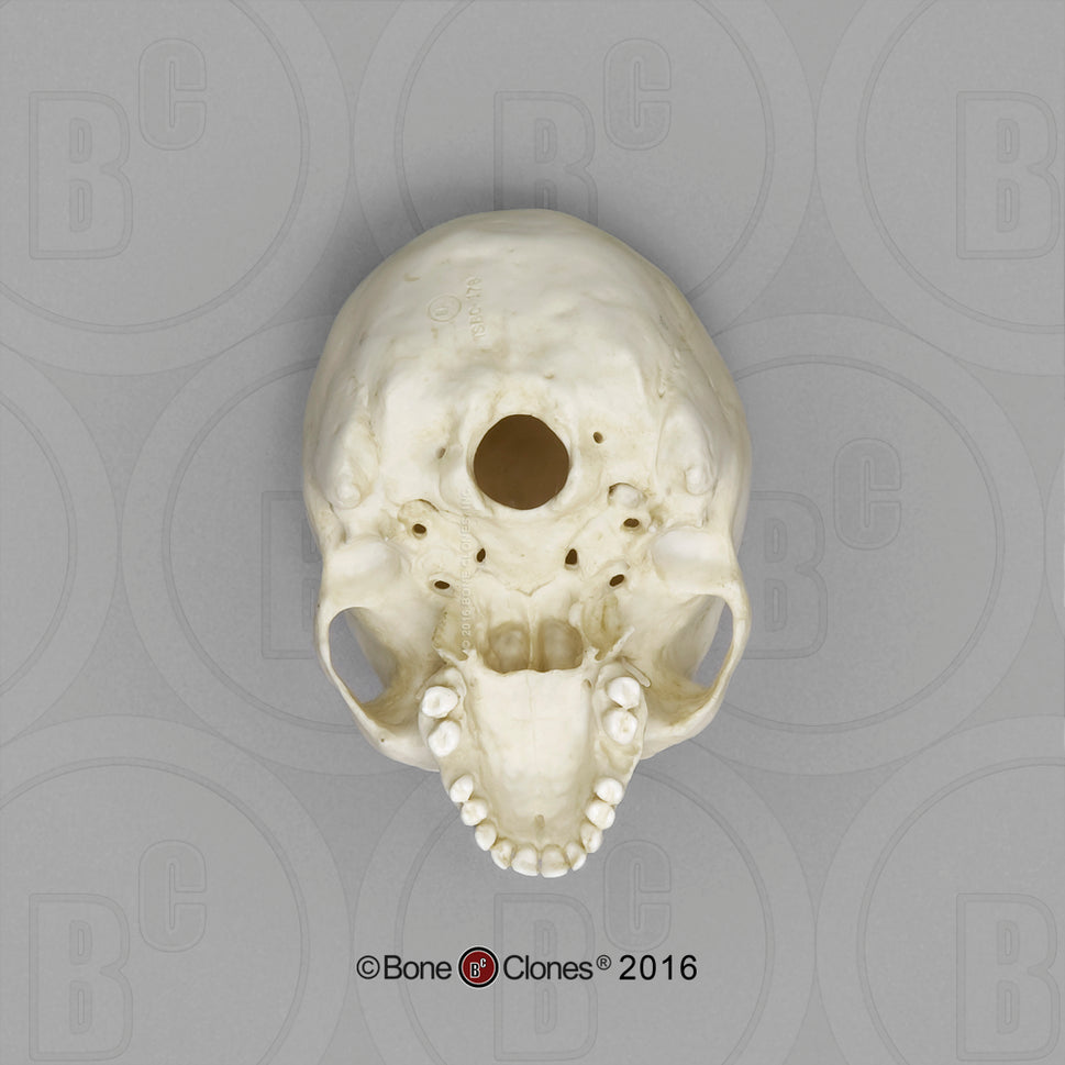 Bone Clones Half-Scale Human Skull Models