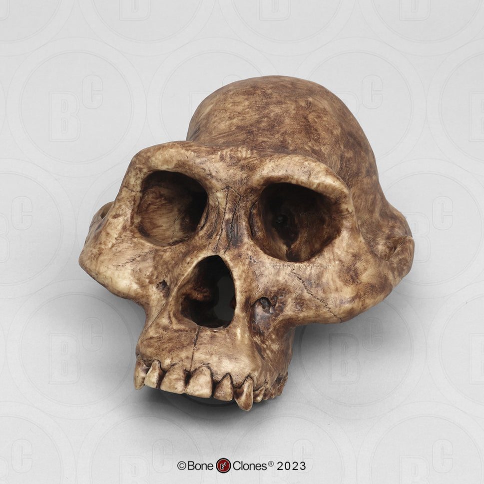 Bone Clones Australopithecus Hominin Skulls