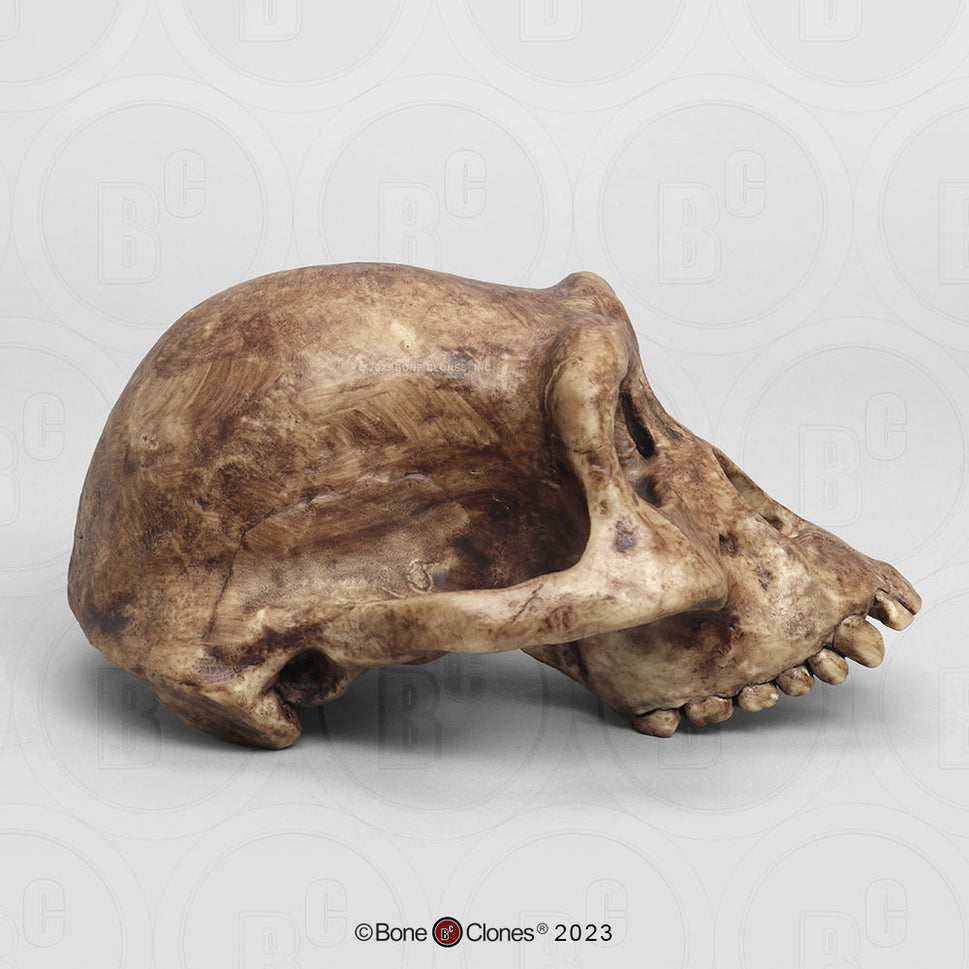 Bone Clones Australopithecus Hominin Skulls