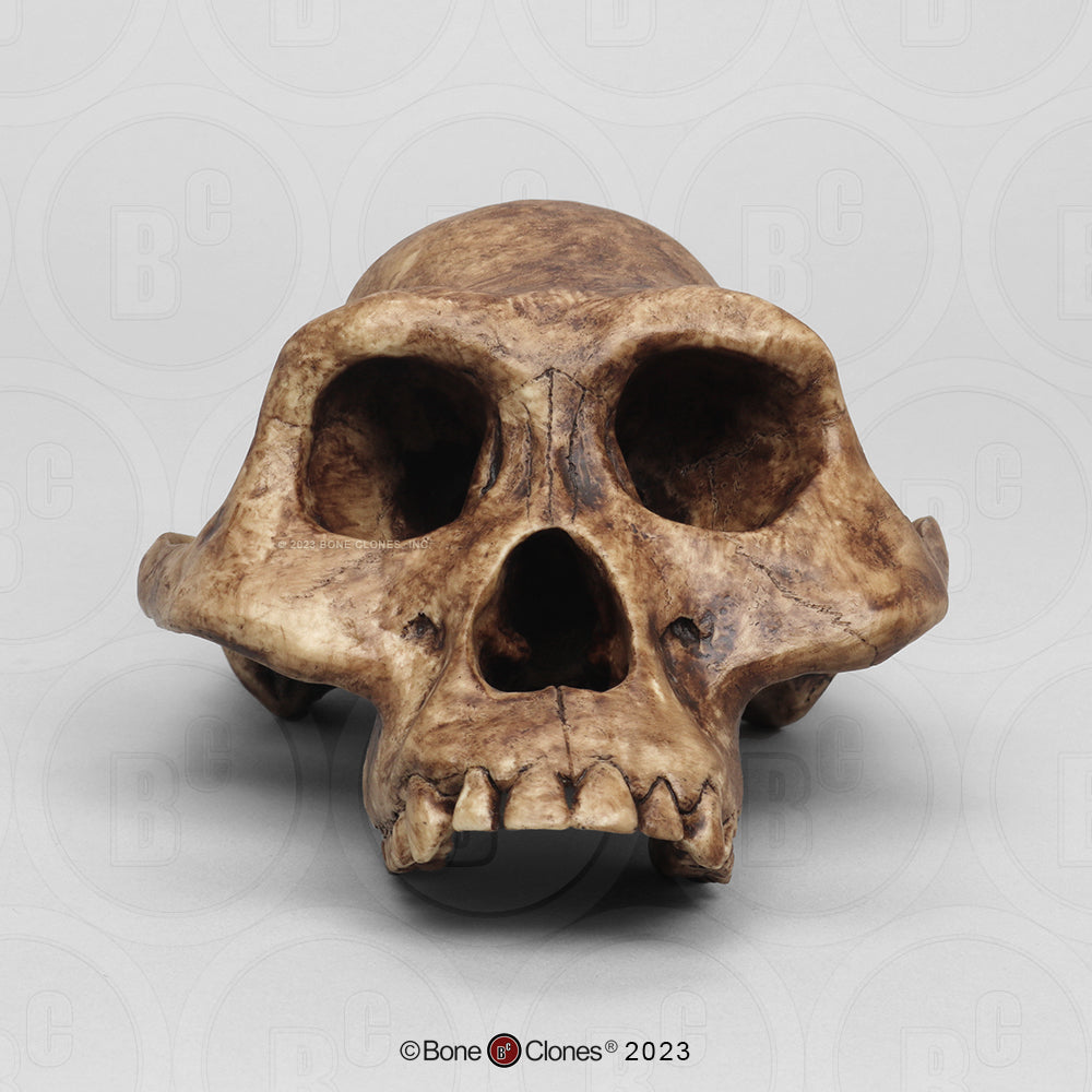 Bone Clones Australopithecus Hominin Skulls