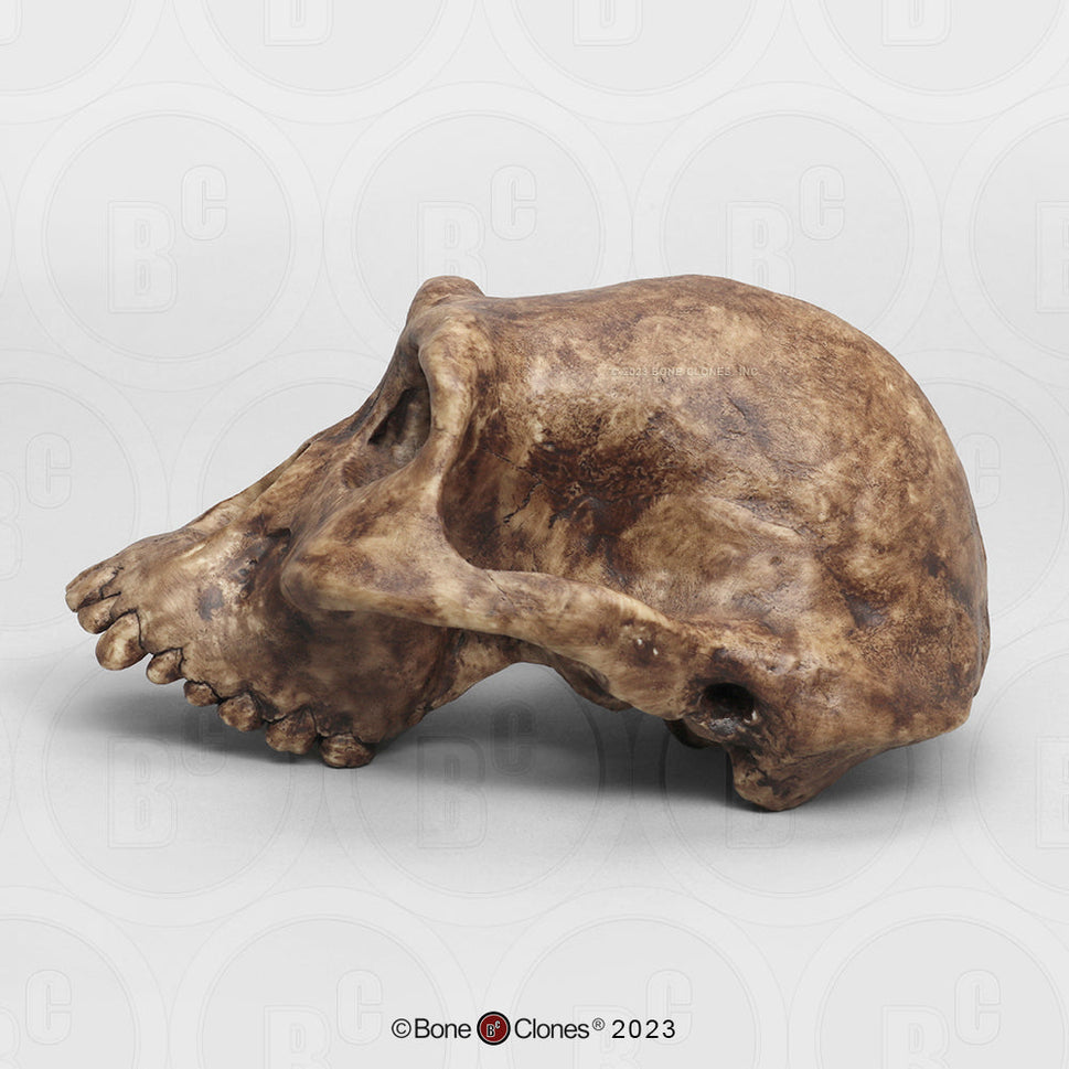 Bone Clones Australopithecus Hominin Skulls