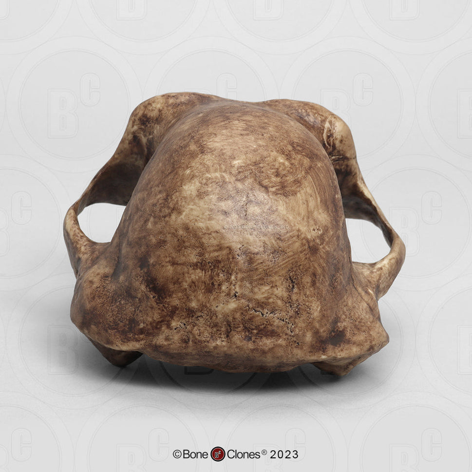 Bone Clones Australopithecus Hominin Skulls