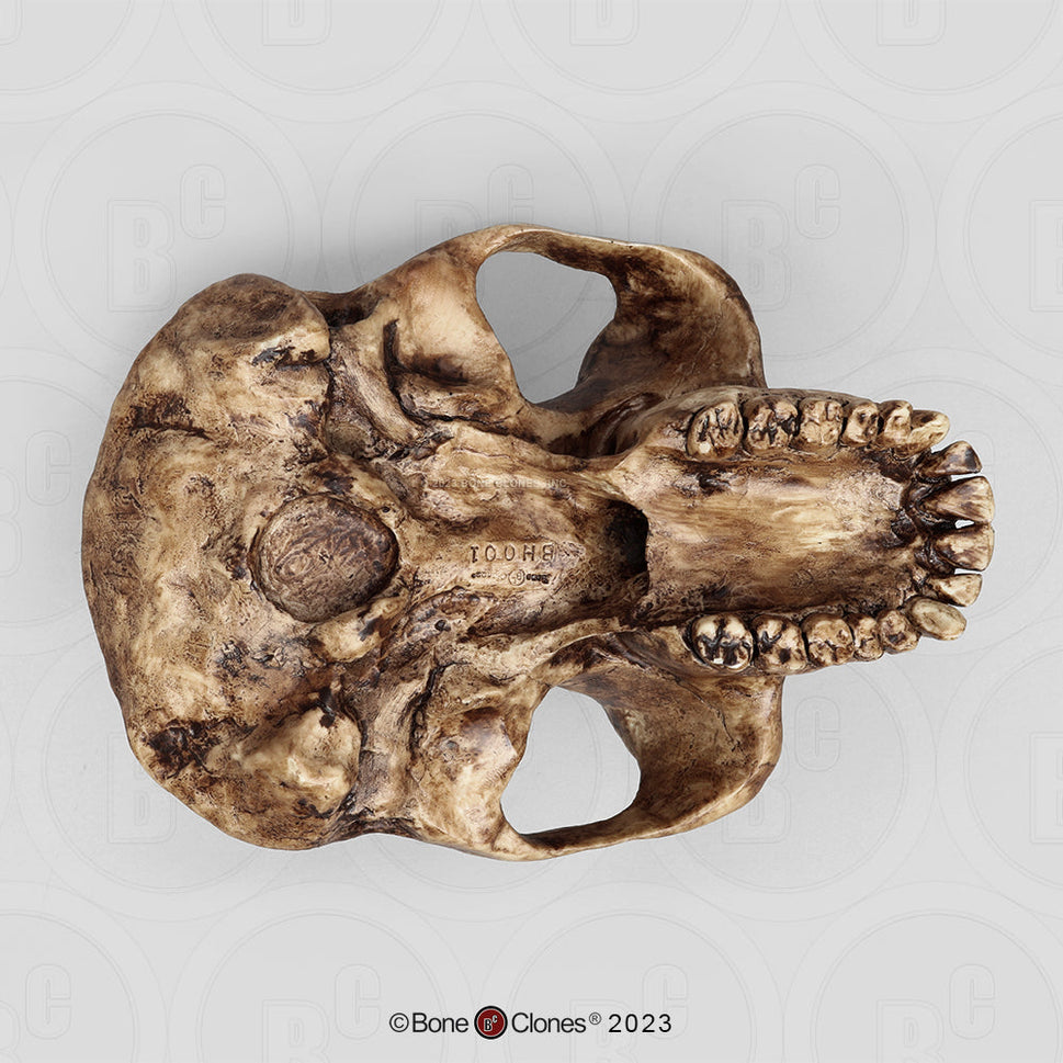 Bone Clones Australopithecus Hominin Skulls