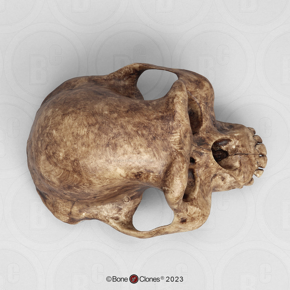 Bone Clones Australopithecus Hominin Skulls