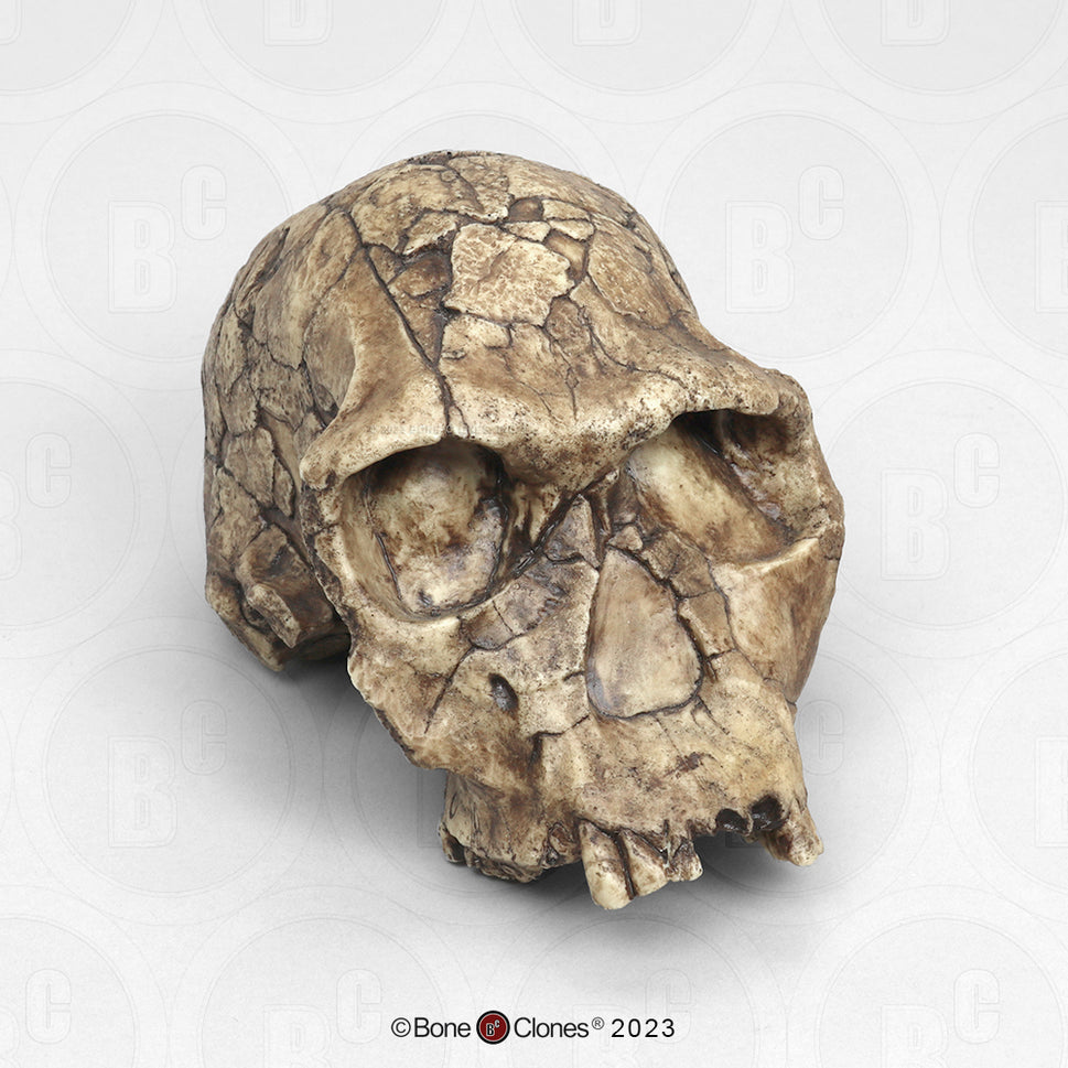 Bone Clones Homo Habilis  Hominin Skulls