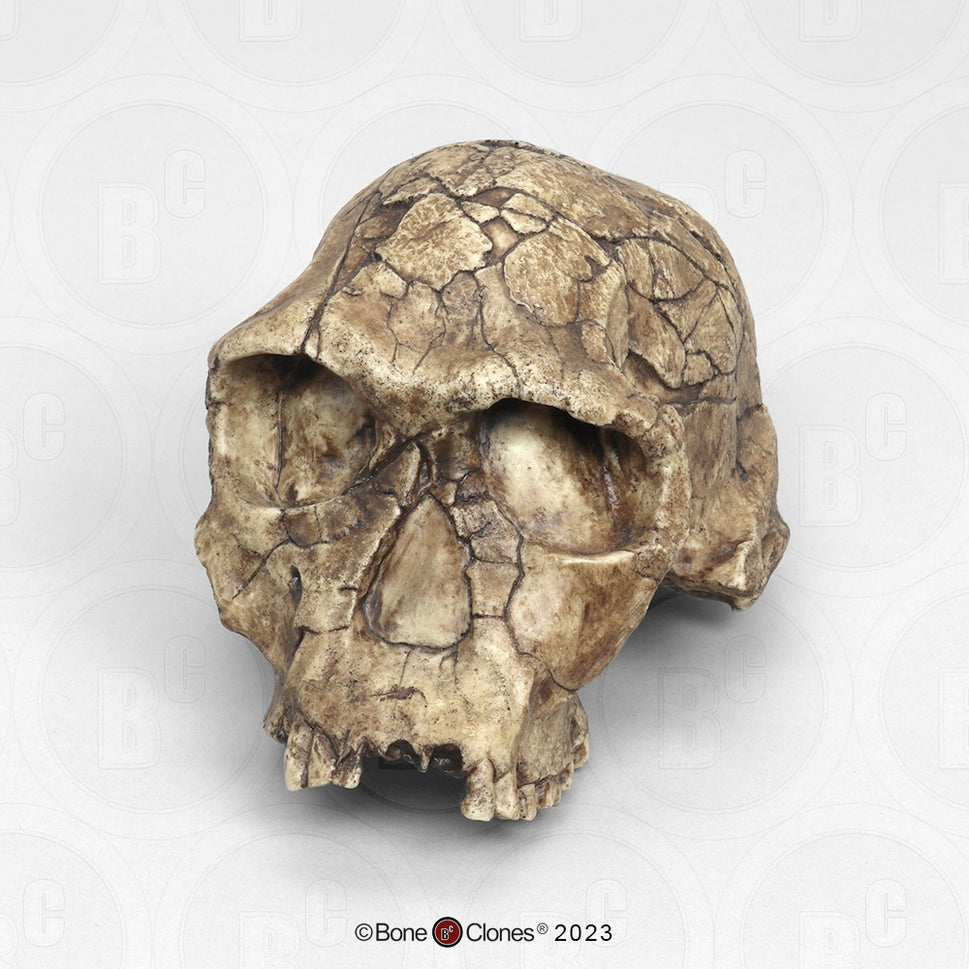 Bone Clones Homo Habilis  Hominin Skulls