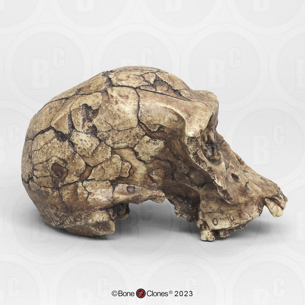 Bone Clones Homo Habilis Hominin Skulls