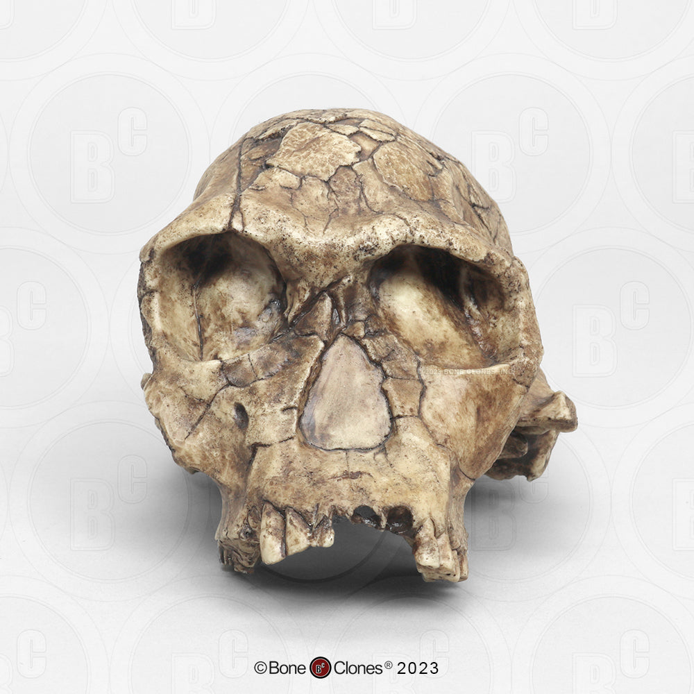 Bone Clones Homo Habilis Hominin Skulls