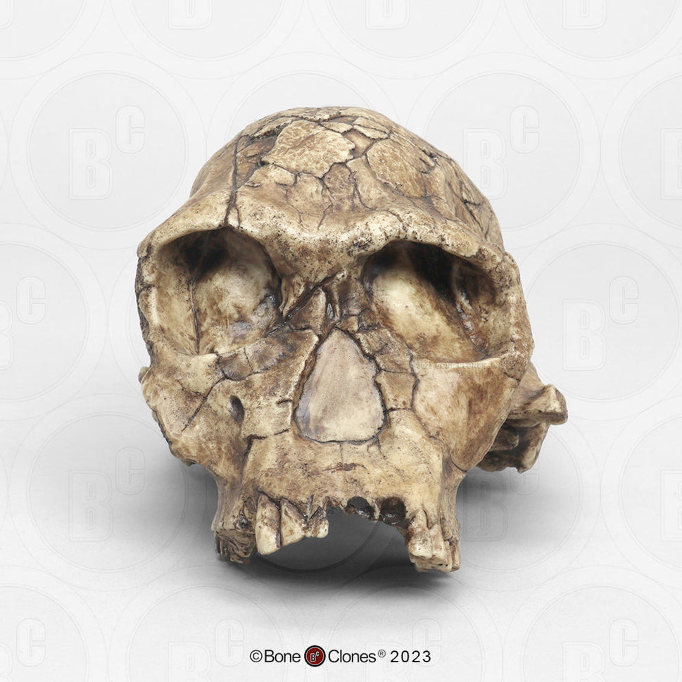 Bone Clones Homo Habilis  Hominin Skulls