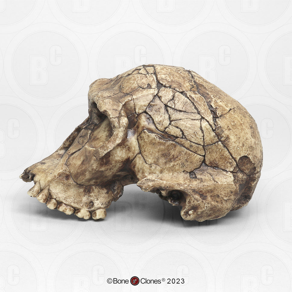 Bone Clones Homo Habilis  Hominin Skulls