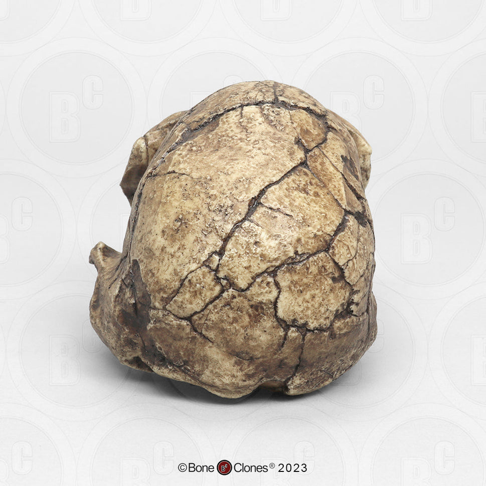 Bone Clones Homo Habilis  Hominin Skulls