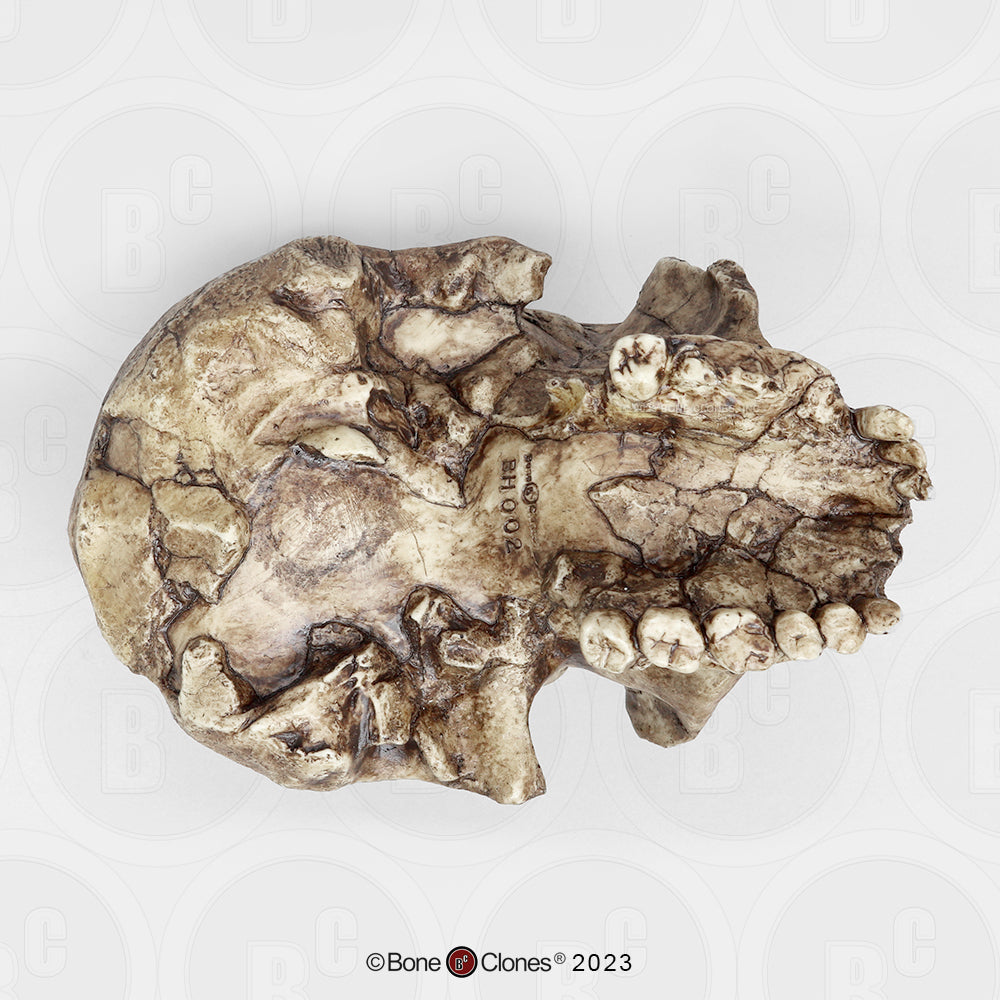 Bone Clones Homo Habilis Hominin Skulls