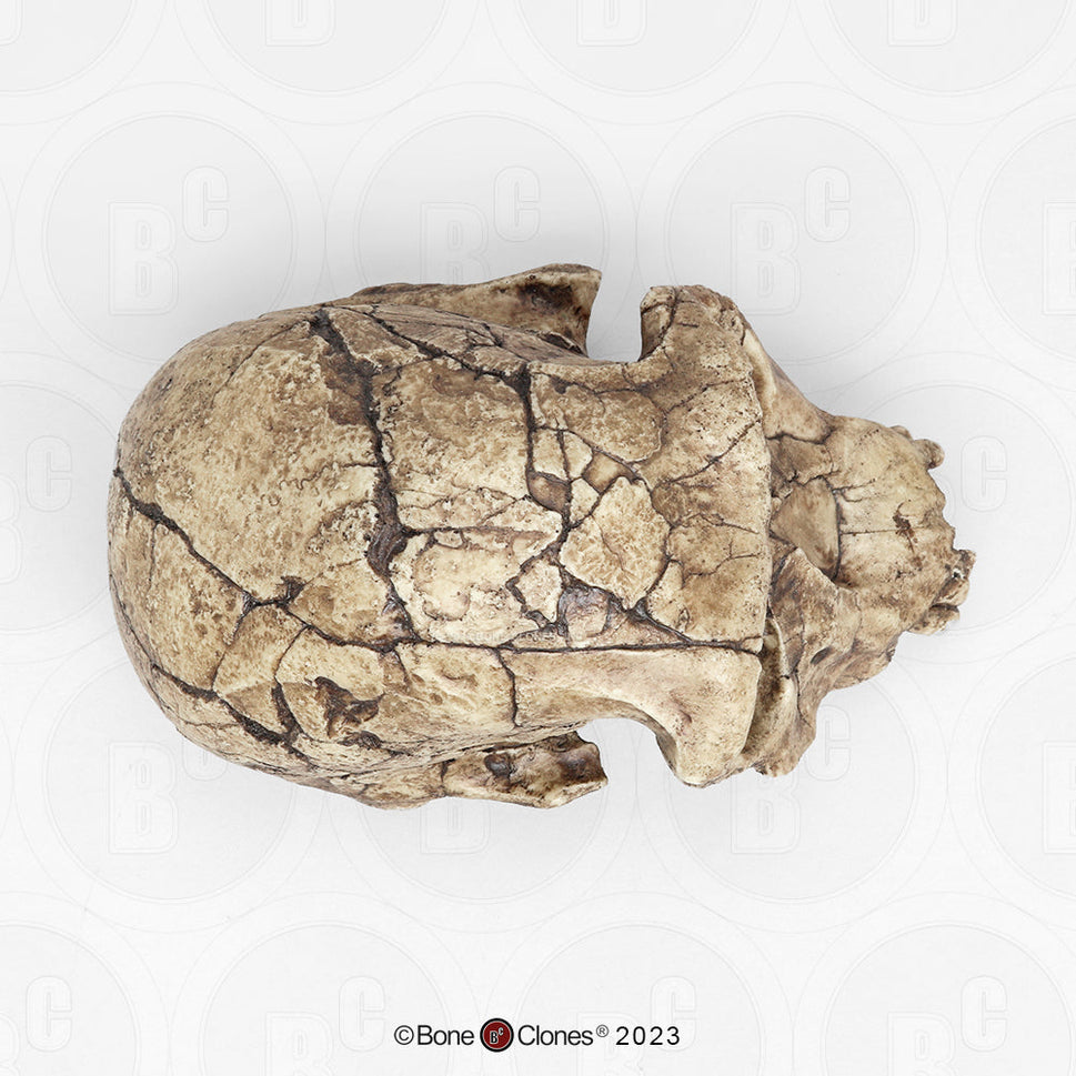 Bone Clones Homo Habilis  Hominin Skulls