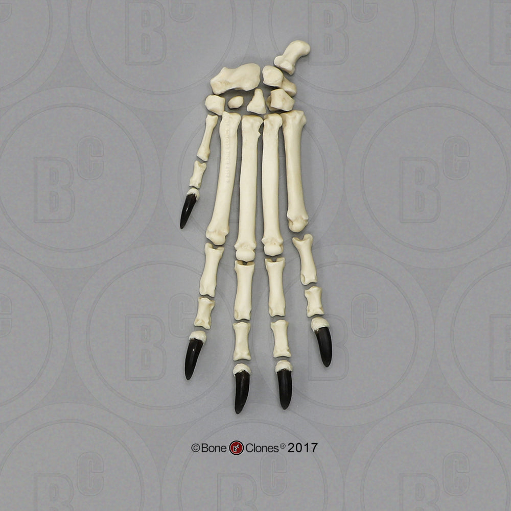 Bone Clones Large Canine Paw Models