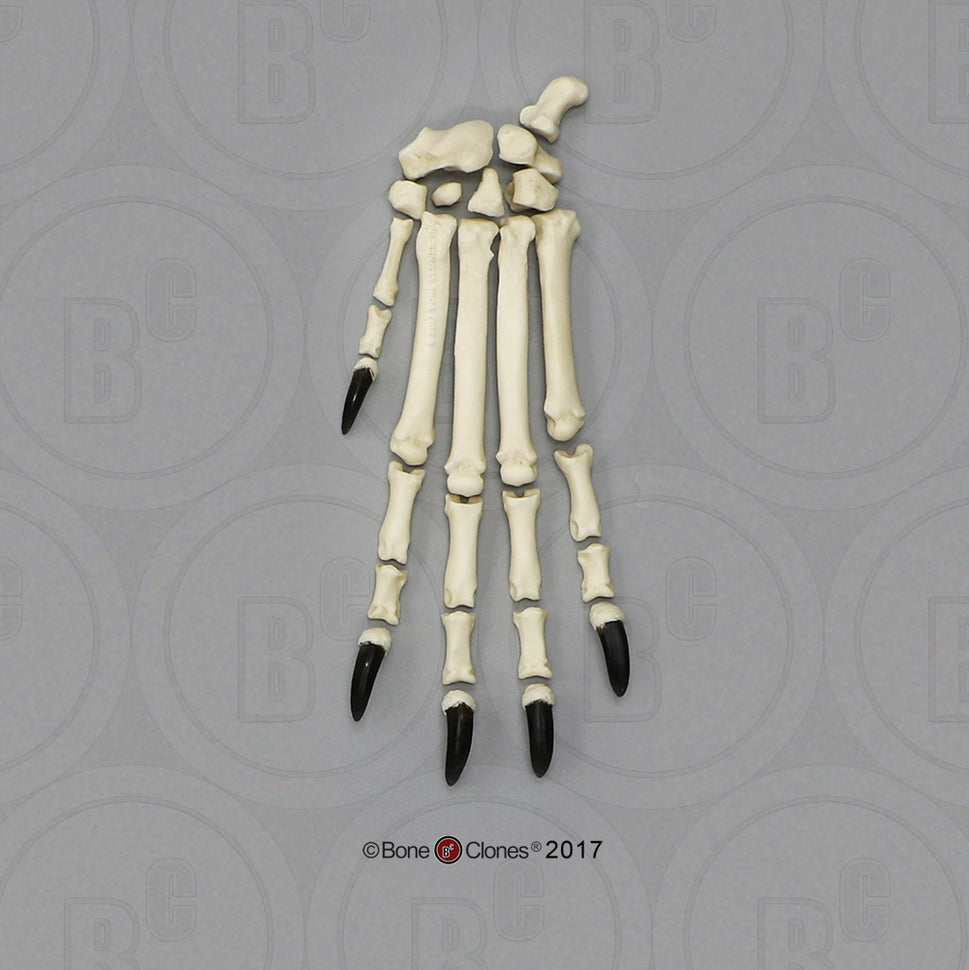 Bone Clones Large Canine Paw Models