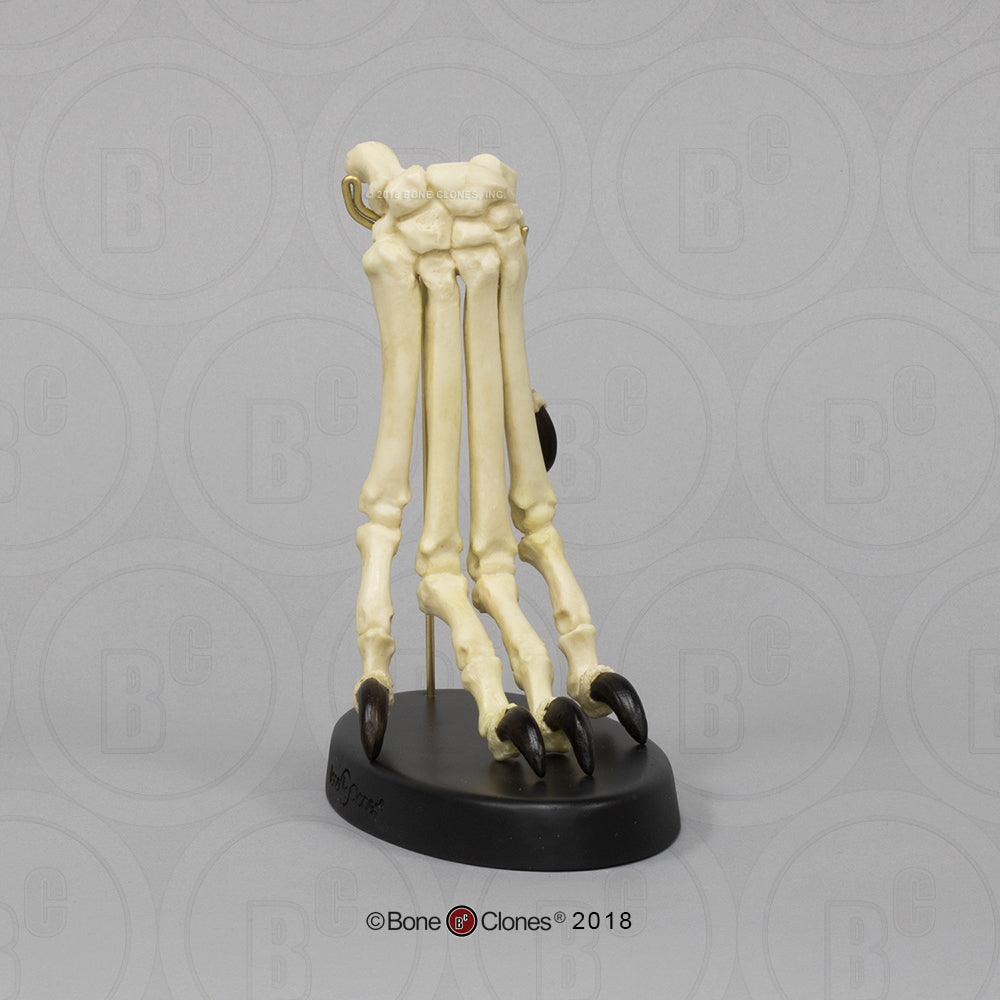 Bone Clones Large Canine Paw Models