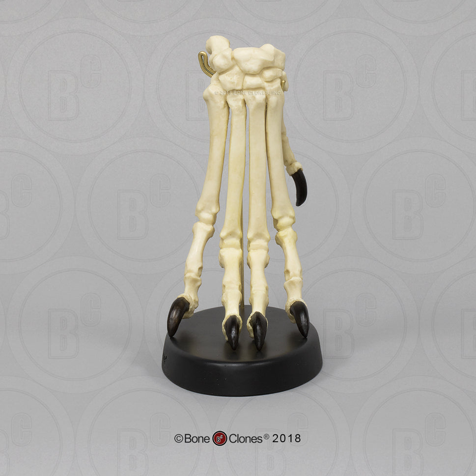 Bone Clones Large Canine Paw Models