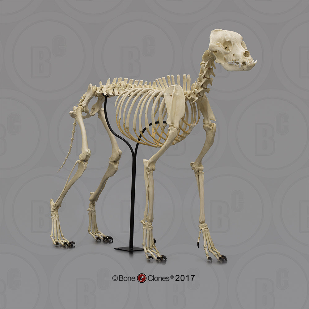 Bone Clones Large Canine Skeleton