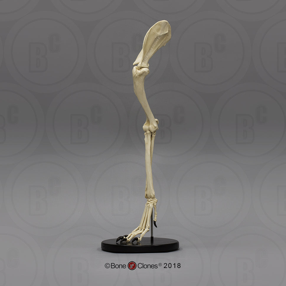 Bone Clones Large Canine Front Leg Models