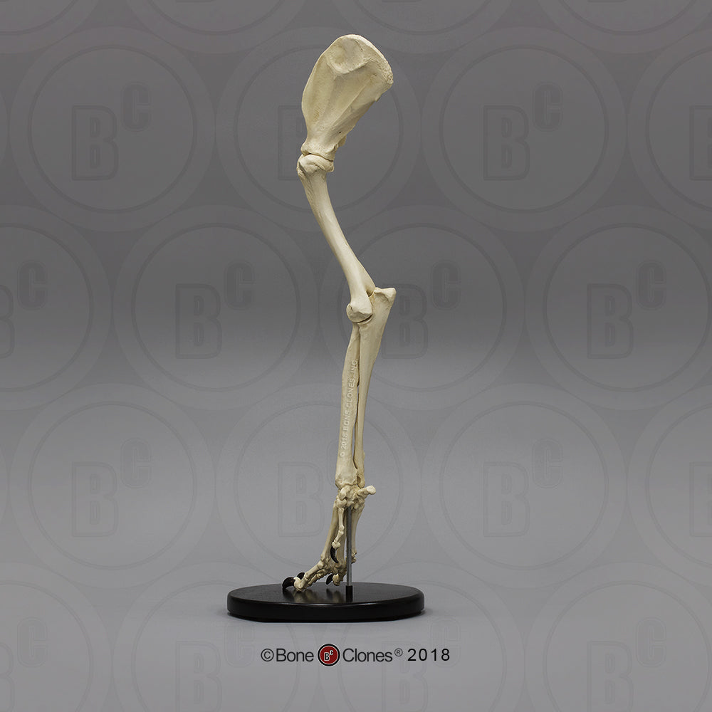 Bone Clones Large Canine Front Leg Models