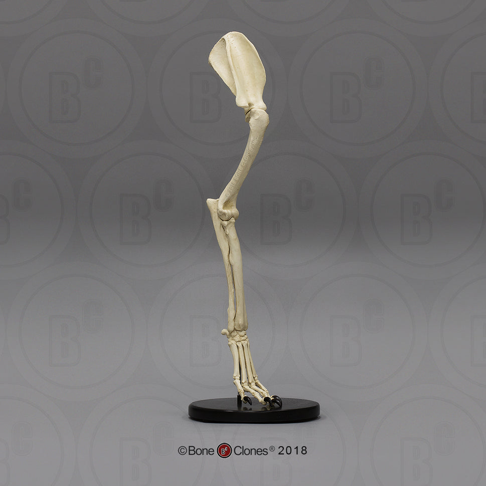 Bone Clones Large Canine Front Leg Models