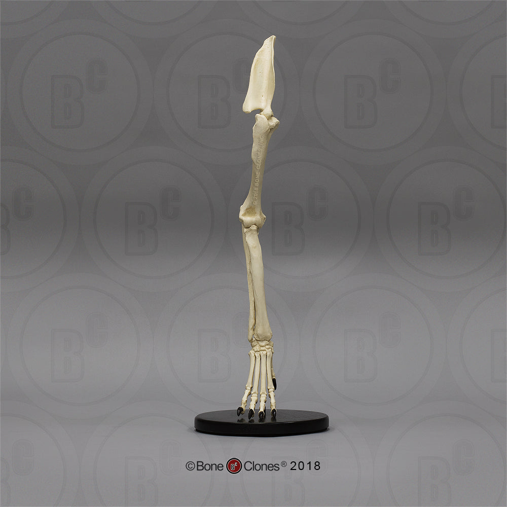 Bone Clones Large Canine Front Leg Models