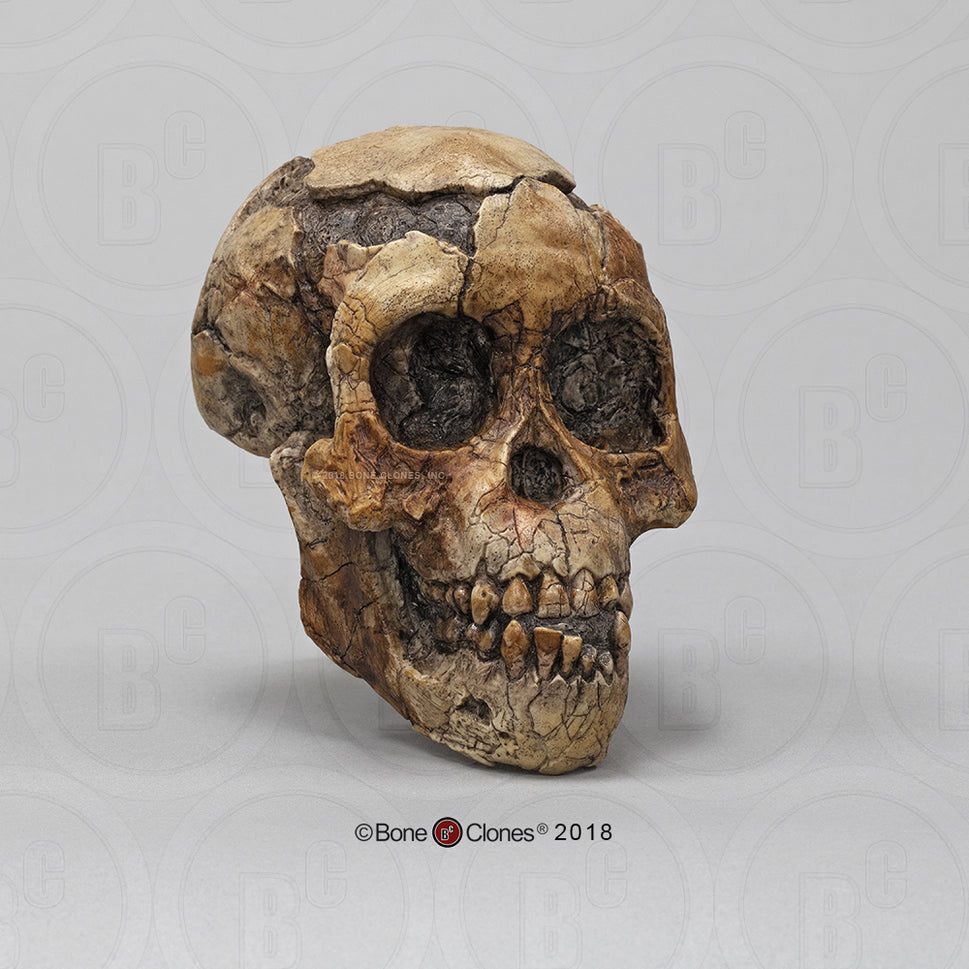 Bone Clones Australopithecus Hominin Skulls