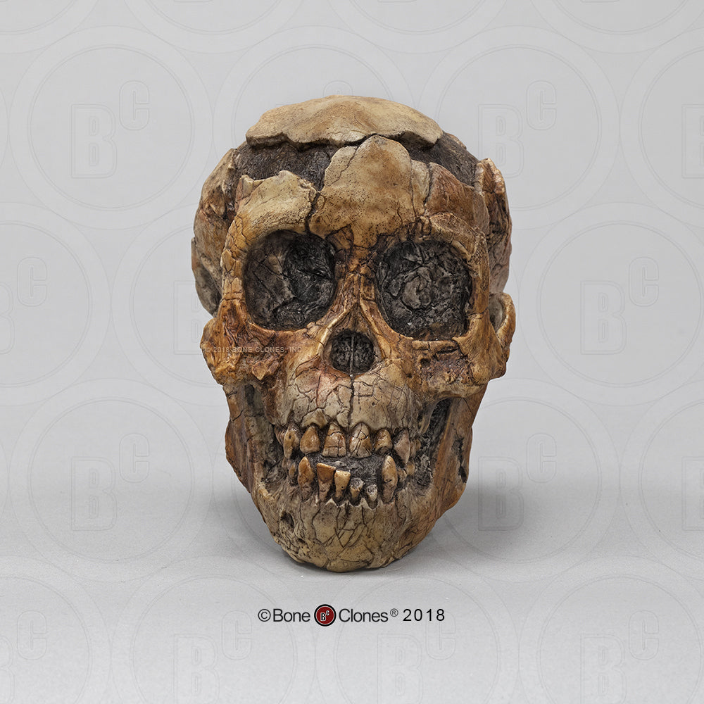Bone Clones Australopithecus Hominin Skulls