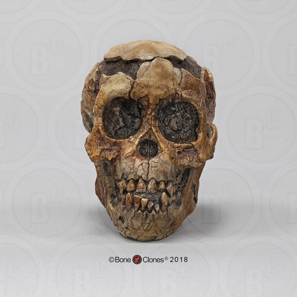 Bone Clones Australopithecus Hominin Skulls