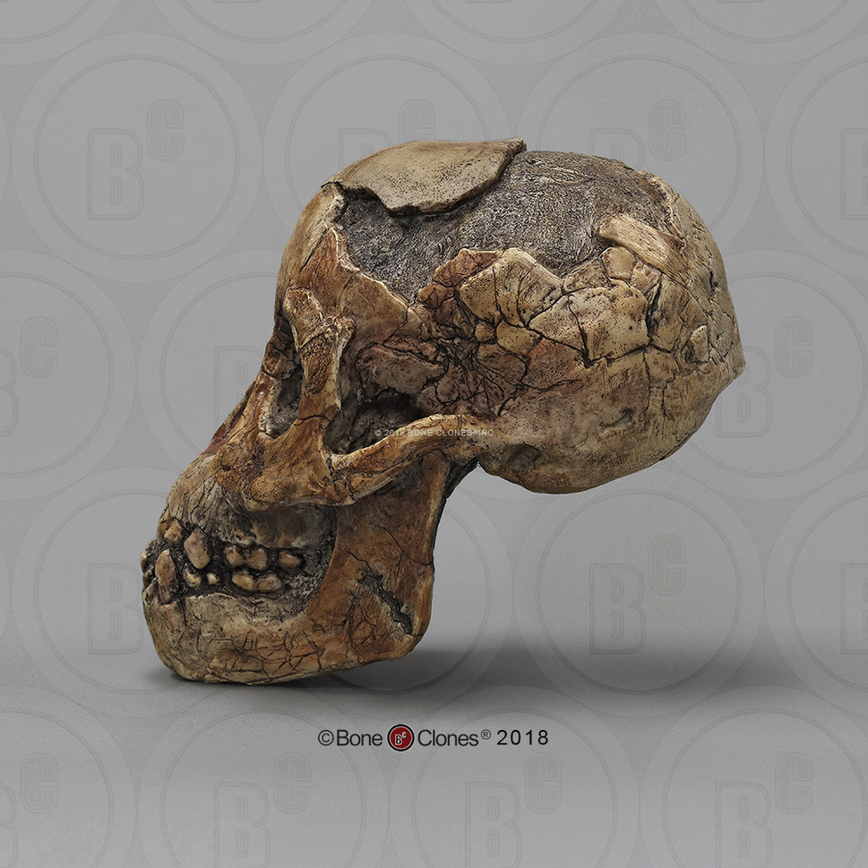 Bone Clones Australopithecus Hominin Skulls