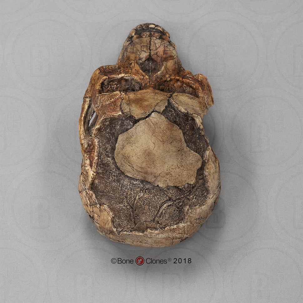 Bone Clones Australopithecus Hominin Skulls
