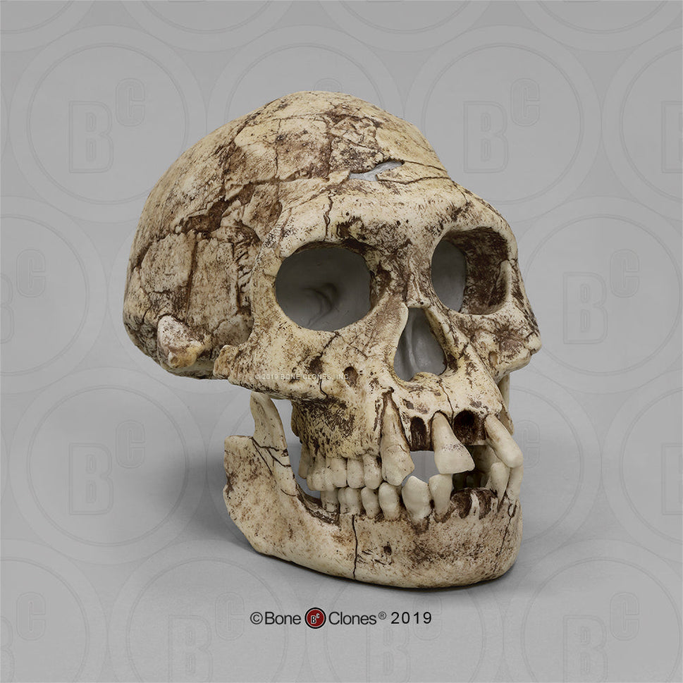 Bone Clones Homo Erectus Hominin Skulls