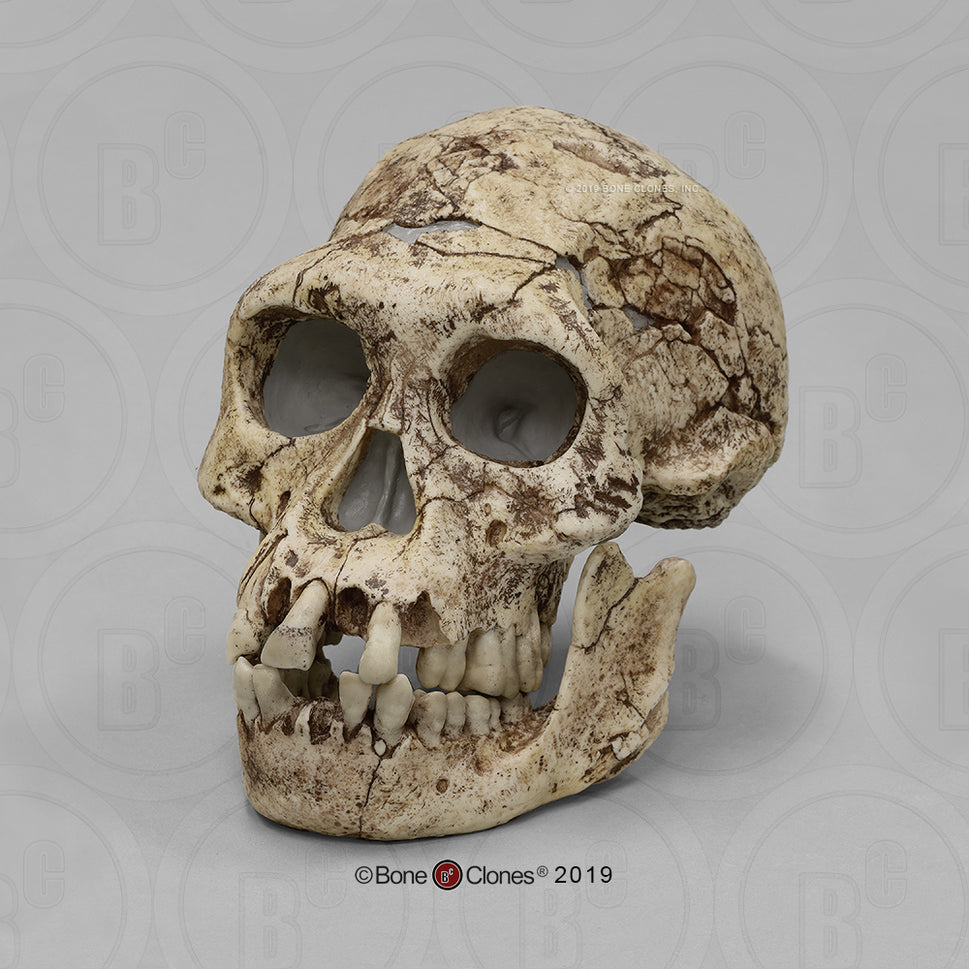 Bone Clones Homo Erectus Hominin Skulls