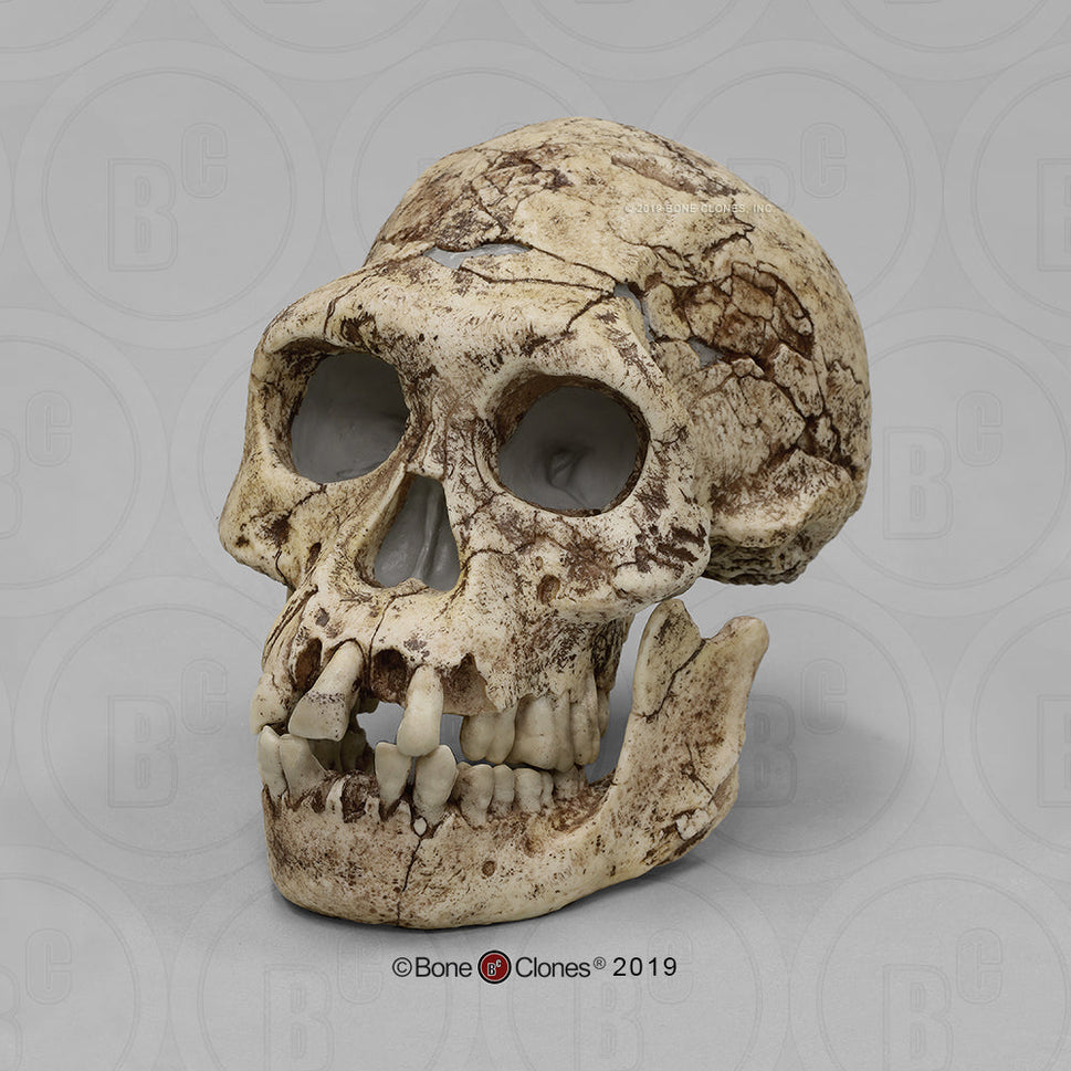Bone Clones Homo Erectus Hominin Skulls